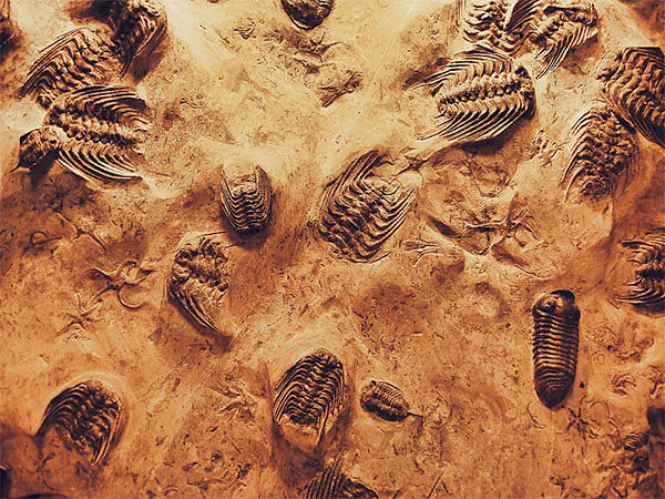 Did you know ancient amphibians had their bones cooked?
