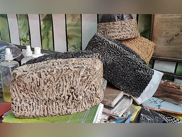 Karakul: A unique symbol of Kashmiri culture and tradition