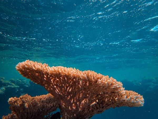 Study: New method reveals marine microbes' outsized role in carbon cycle