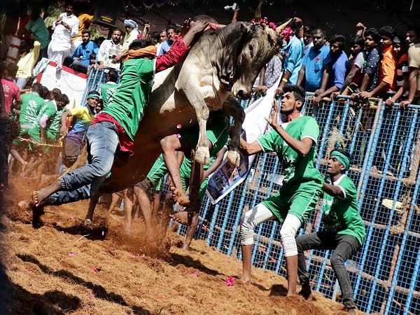 SC reserves judgment on batch of pleas against bull-taming sport 'Jallikattu'