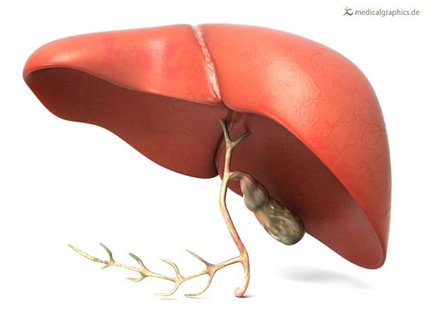 Study finds even early forms of liver disease affect heart health