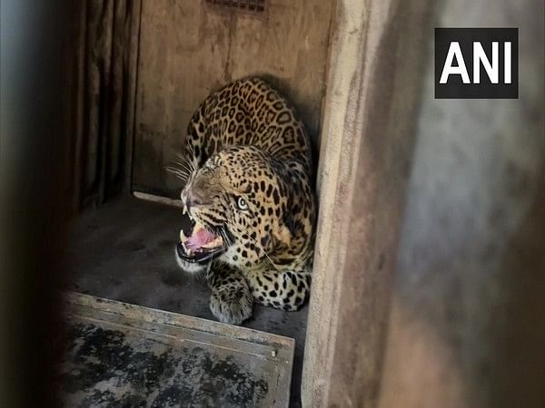 Maharashtra: Male leopard captured in Nashik's Deolali area, locals told to remain alert