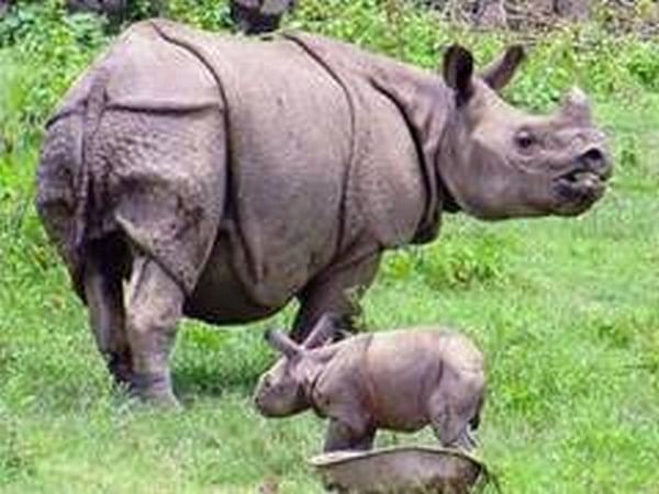 Man killed in rhino attack near Assam's Kaziranga National Park