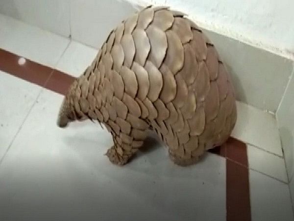 Chhattisgarh: Forest department rescues live pangolin, five arrested