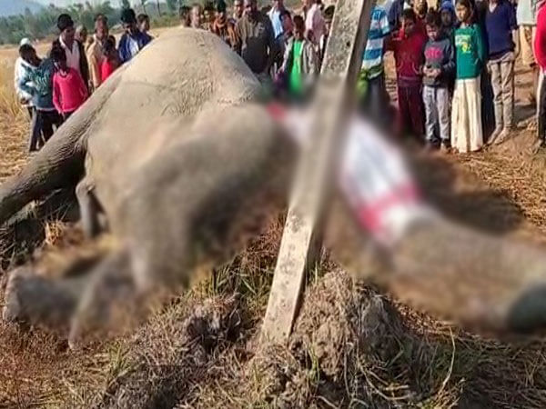 Assam: Elephant dies of electrocution in Morigaon