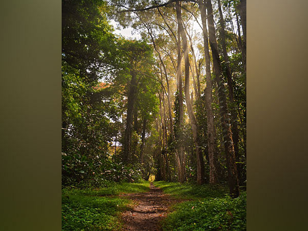 Researchers suggest how animal herbivores hinder nitrogen fixation in tropical forests