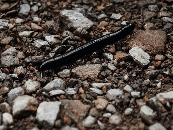 Fossil site reveals giant arthropods dominated seas 470 million years ago