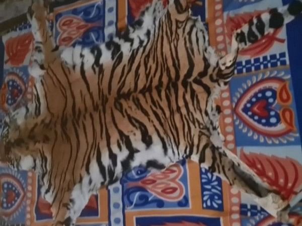 Odisha: STF seizes Royal Bengal Tiger's skin from Similipal tiger reserve