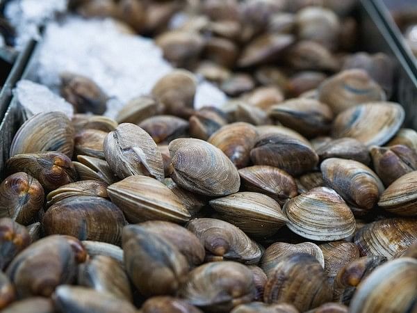 How To Eat A Clam 