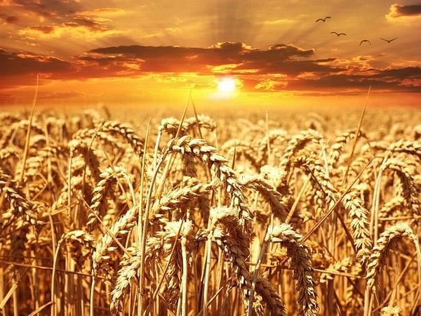 Centre says sufficient grain stocks available to meet demands