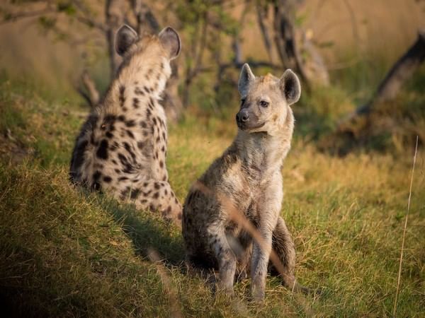 Twin brothers of spotted hyenas are often attracted to the same new group: Study