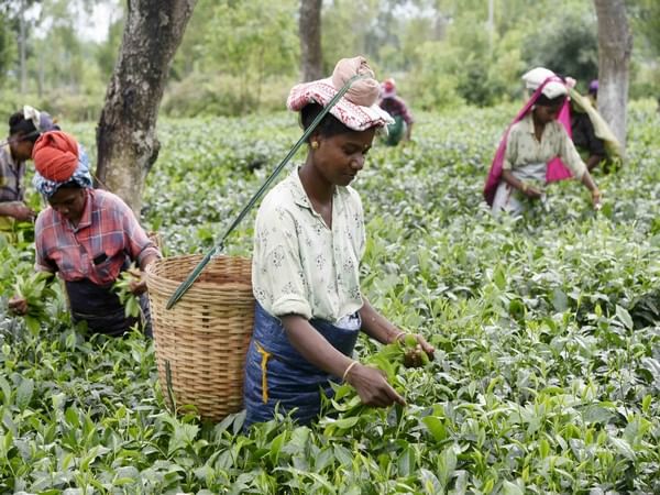 Best Tea in the world comes from here in India – ThePrint – ANIFeed