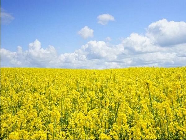 Self-reliance in edible oils need of hour, GM mustard to pave way