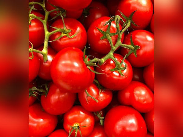 Research traces health benefits of tomatoes towards gut microbes