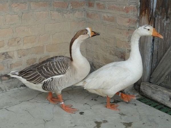 Kashmir Anz, first and only breed of domesticated geese in India