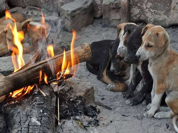 Two stray puppies found hanging from tree in Delhi's Dwaraka, case registered against unknown