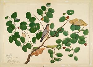 Brahminy Starling with Two Antheraea Moths, Caterpillar, and Cocoon on an Indian Jujube Tree, Sheikh Zain ud-Din, c. 1780, Opaque Colours and Ink on paper. Image courtesy of Wikimedia Commons.