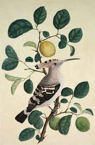 Hoopoe on a Citrus Tree Branch. Company school, Calcutta, India, early 19th century, Watercolour on paper. Image courtesy of the Cleveland Museum of Art.