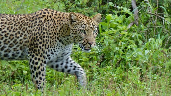 File photo of a Leopard | Wikimedia Commons