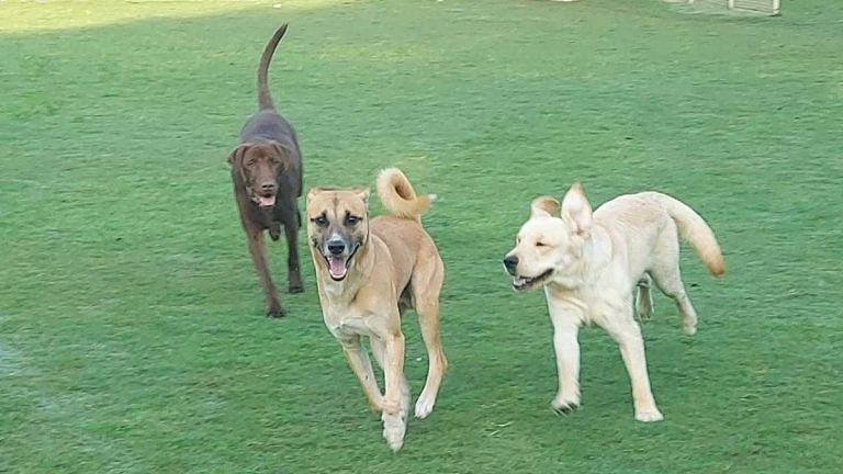 2022 was the year they came for your dogs — govt, RWA, neighbours