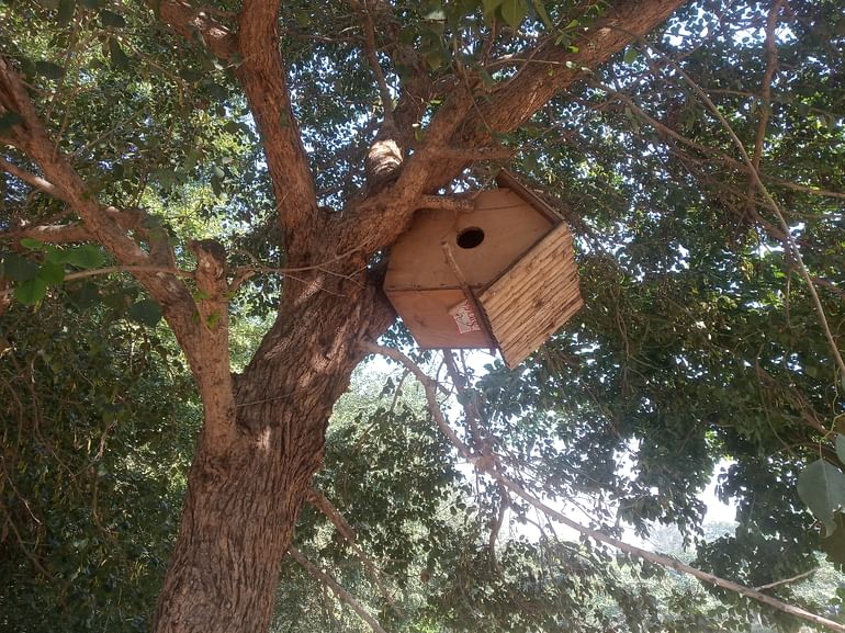 Wooden nests have been installed on trees for the sparrows | Photo: Krishan Murari | ThePrint