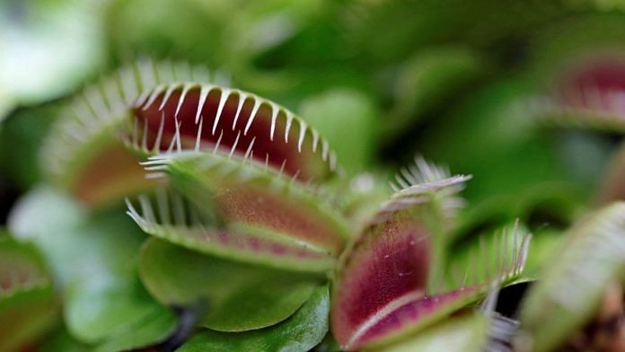 File photo of a Venus flytrap seen at a plant exhibition in Bogota, Colombia, 19 July 2018 | Reuters