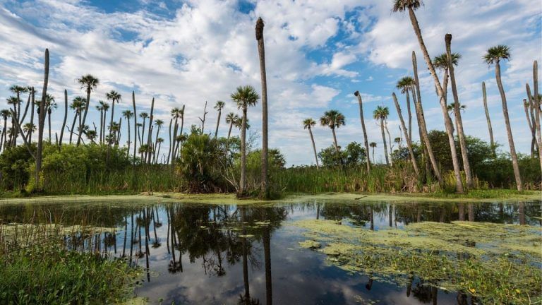 Why did methane levels shoot up in Covid yr? Warm weather, and less pollution