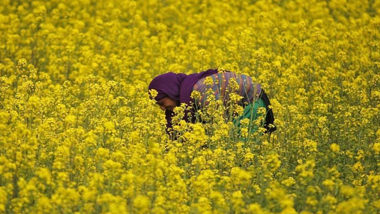 India ‘deeply engaged’ in developing GM seeds for 13 crops, govt says
