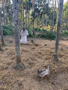 Putoli Gohain, mother of Budheswar Gohain, tending to ducks at her home in Kakopathar, Tinsukia | Karishma Hasnat