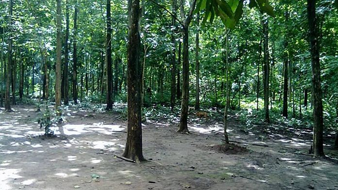 Afforestation Representational image| Wikimedia Commons
