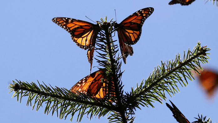 Monarch butterflies | Reuters File Photo/Raquel Cunha