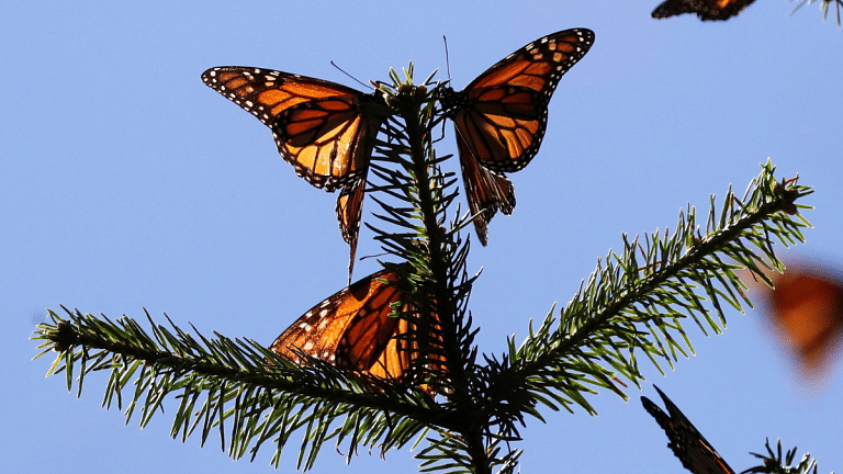 In Mexico, endangered monarch butterflies might be making a comeback