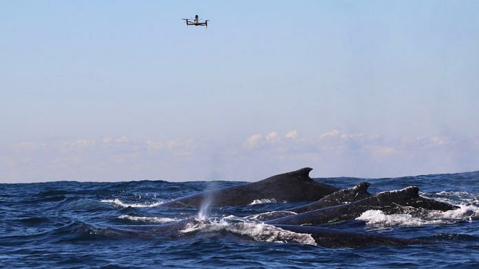 Research drone in position to sample whale snot from migrating humpback whales, Sydney | File photo | Commons