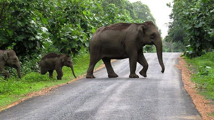 Elephants cross a road | Commons
