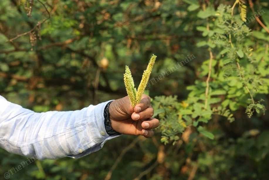 A man holds up the seeds of the plant | Photo: Praveen Jain | ThePrint