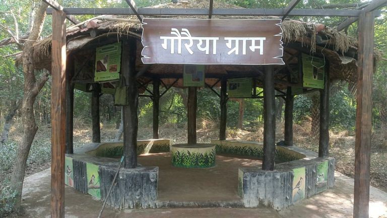 Sparrows are coming back to Delhi finally. A new forest is now their safe haven