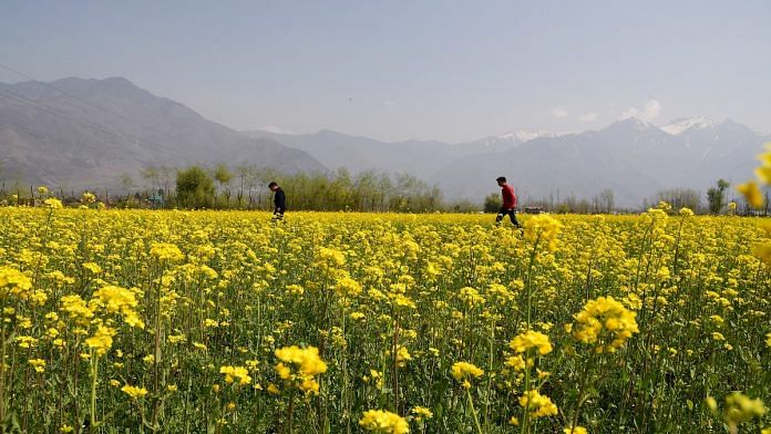File photo of a mustard field. | ANI