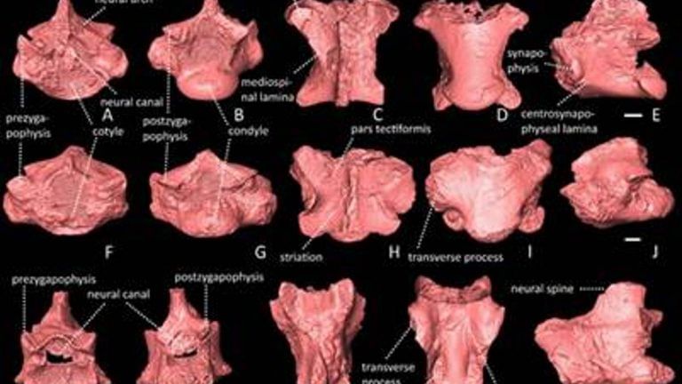 Temperatures like today — what lizard & python fossil in Himachal tell us about 9.1 mn year ago