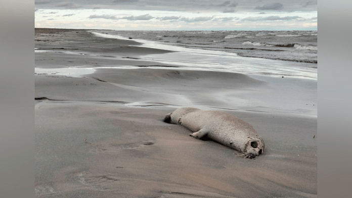 A dead seal on the shore of the Caspian Sea outside Makhachkala, Russia on 4 December, 2022 | Reuters Photo/Victoria Kubayeva