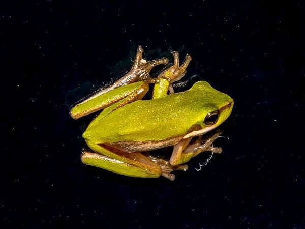 Sleeping glass frogs hide by storing most of their blood in their liver