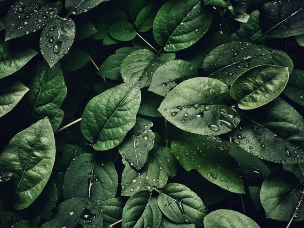 Potential climate change-nutrition connection in plant metabolism uncovered by researchers