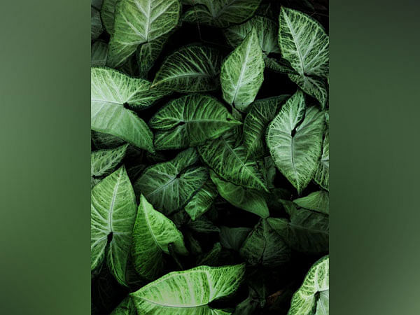Ethereal colour variant of mysterious plant is actually a new species: Study