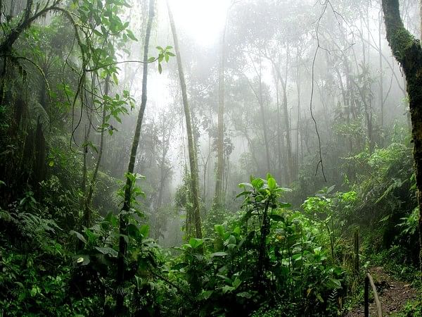 Mirror image molecules reveal drought stress in forests