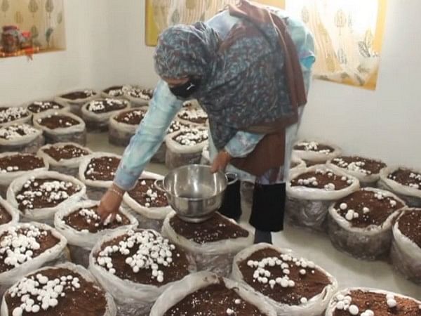 Rs 42 crore project set to revolutionize mushroom cultivation in Jammu and Kashmir