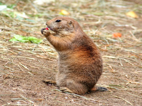 Study details impact of prairie dog plague die-off on other species