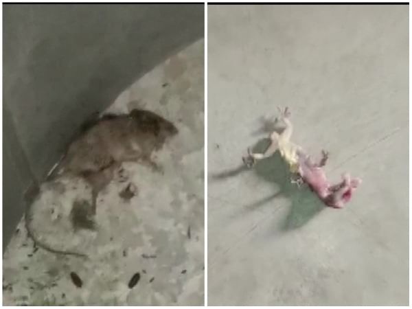 West Bengal: Locals create ruckus after dead lizard, rat found in mid-day meal