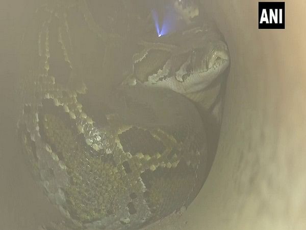 2 Burmese pythons rescued in West Bengal's Fulbari