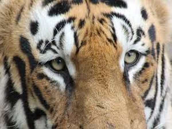 Maharashtra: Forest officers arrest 4 accused in tiger poaching case