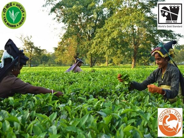 200 years and counting, Assam's tea industry continues glory run