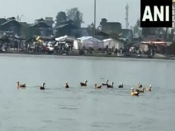 UP: Tourists arrive as migratory Siberian birds flock to Brijghat in Hapur